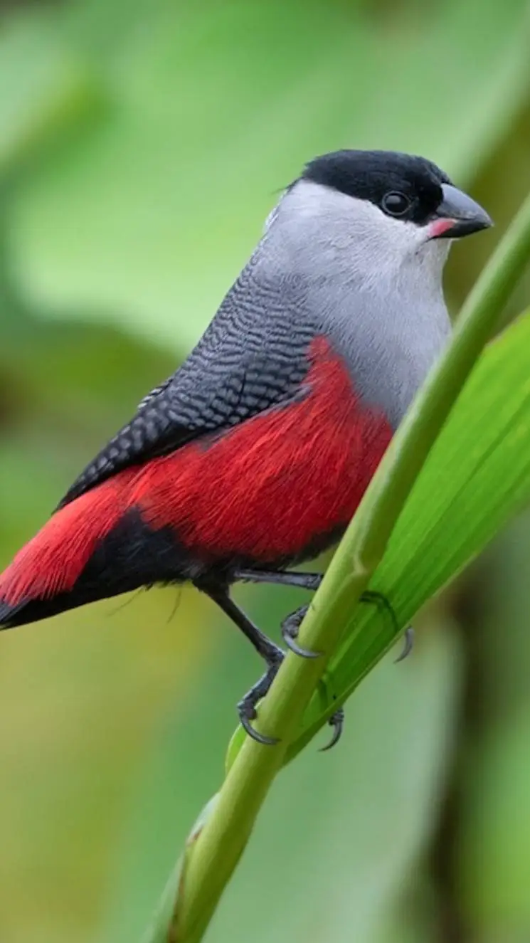 ai character: ♂ Waxbill ♂ background