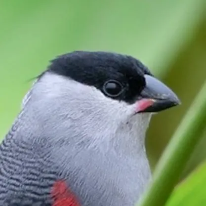 chat with ai character: ♂ Waxbill ♂