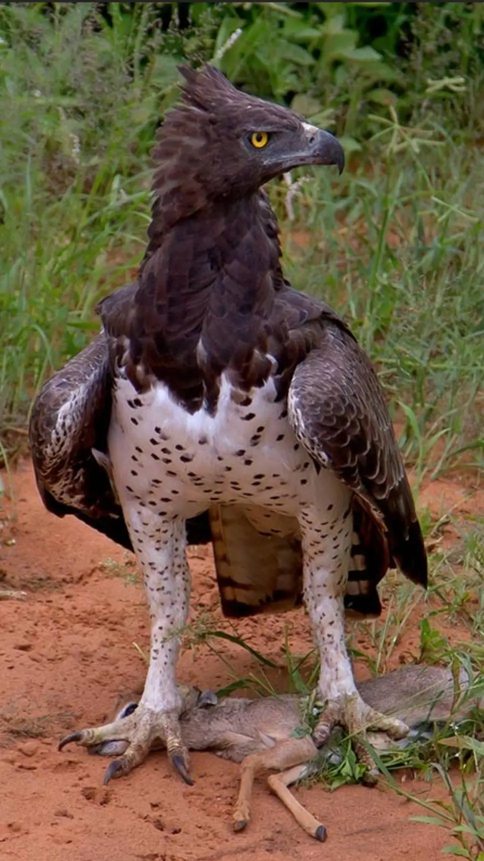 Talkie AI - Chat with ♂Martial Eagle♂