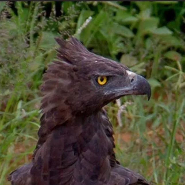 chat with ai character: ♂Martial Eagle♂