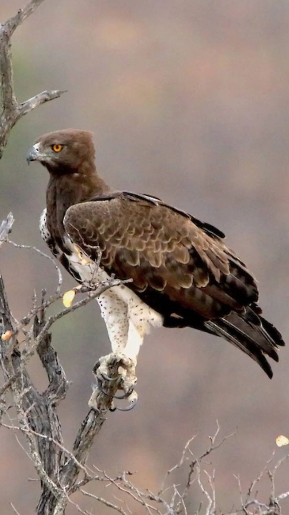 Talkie AI - Chat with ♀Martial Eagle♀