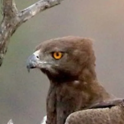 chat with ai character: ♀Martial Eagle♀