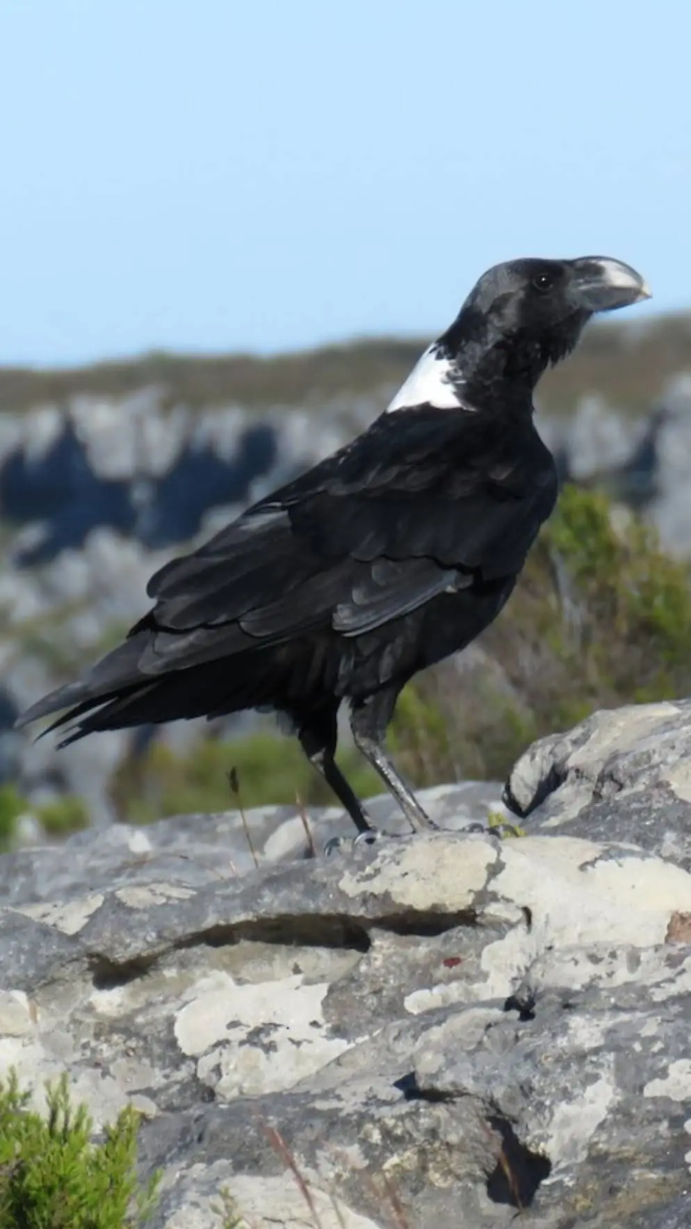 Talkie AI - Chat with Pet Raven