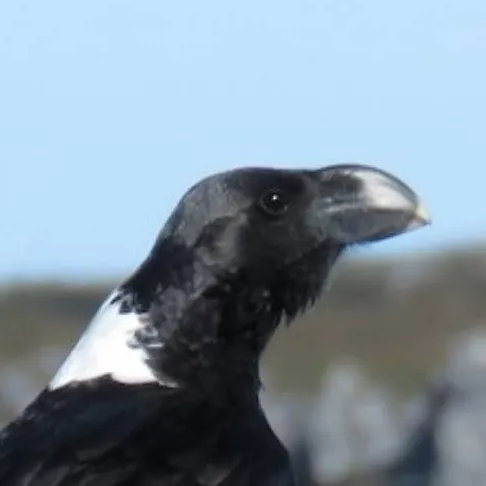 chat with ai character: Pet Raven