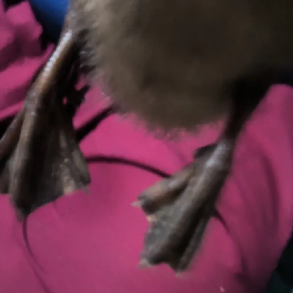 chat with ai character: will copy you. 