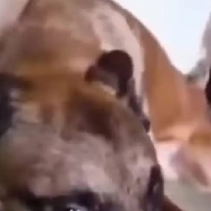 chat with ai character: Forsaken in forest