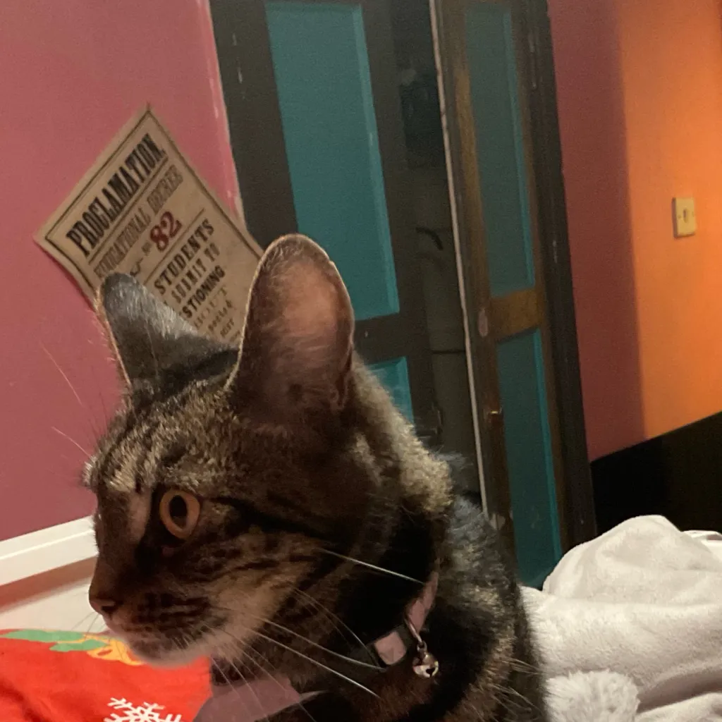 chat with ai character: Bassie..?