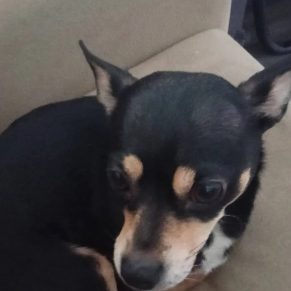 chat with ai character: Roblox GC