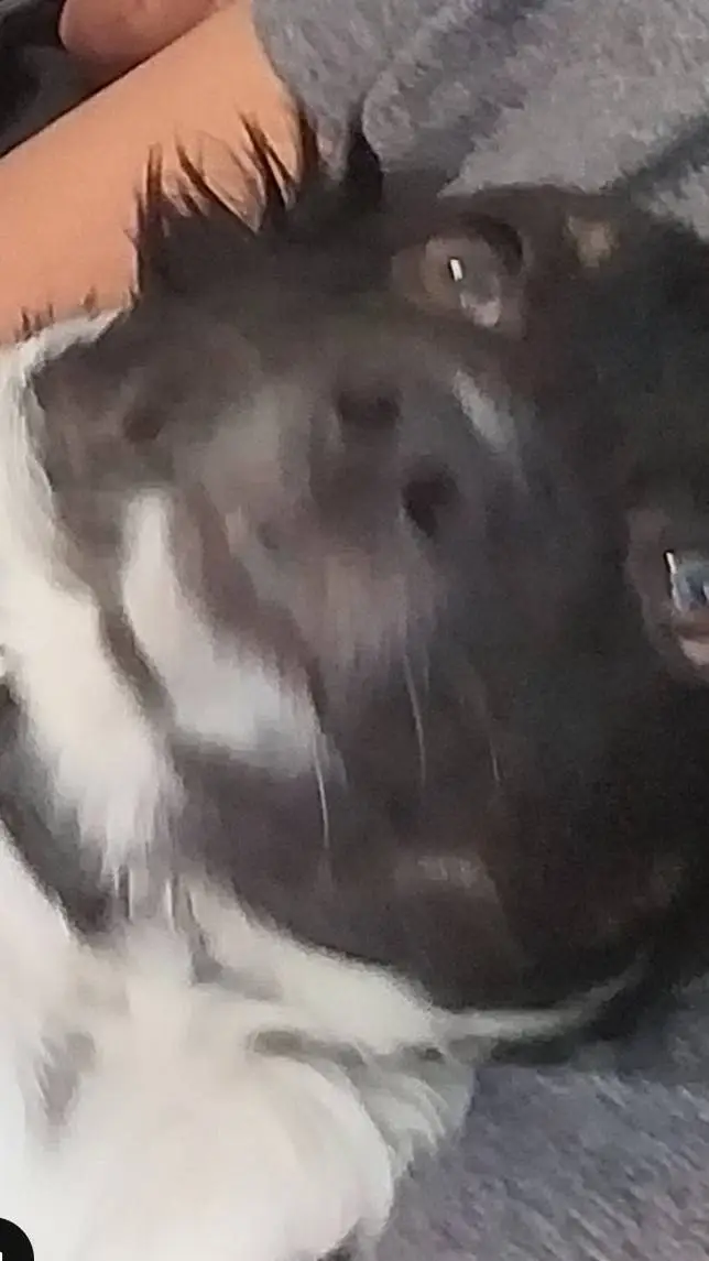 ai character: Roblox GC 2 background