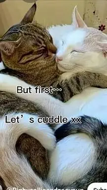 ai character: y/n and Draco background