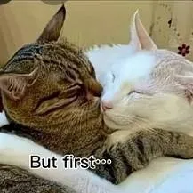 chat with ai character: y/n and Draco