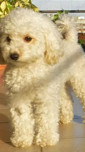 ai character: toy poodle background