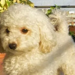 chat with ai character: toy poodle