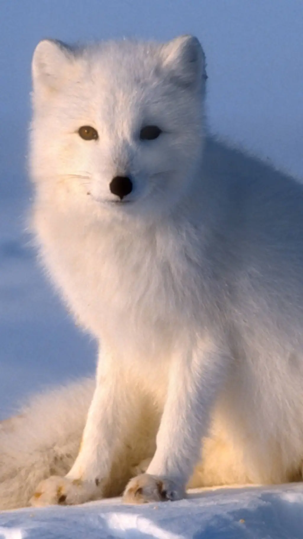 ai character: Arctic Fox background