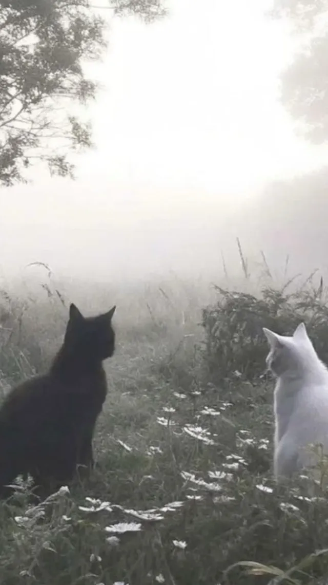 ai character: -warrior cats AU- background