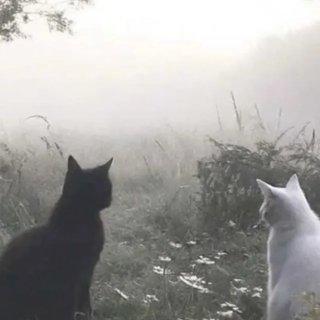 chat with ai character: -warrior cats AU-