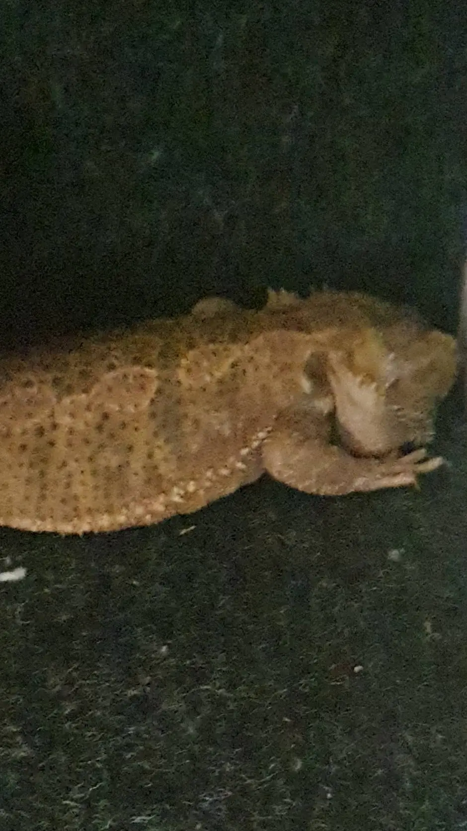 ai character: Spike background