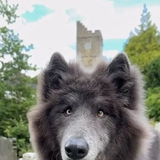 chat with ai character: kny