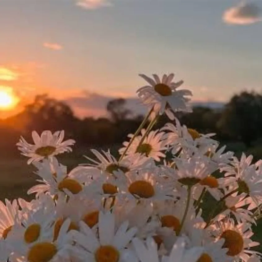 chat with ai character: My class X CHILD U