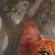 chat with ai character: Warrior Cats