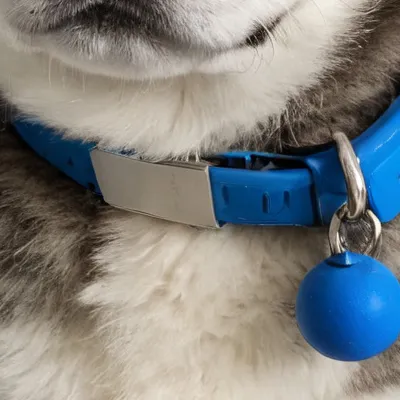chat with ai character: Hachi junior 