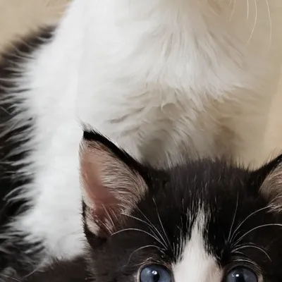 chat with ai character: Pebbles&mochi 