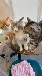 ai character: Dw pick me💅 background