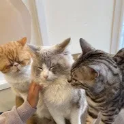 chat with ai character: Dw pick me💅