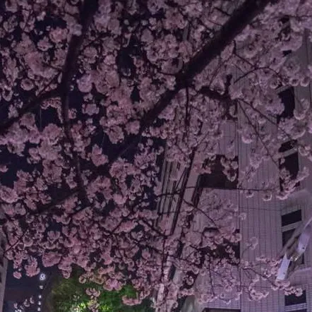 chat with ai character: Japan