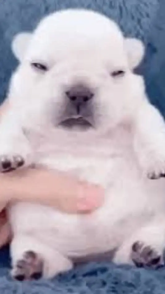 ai character: PIBBLE :3 background