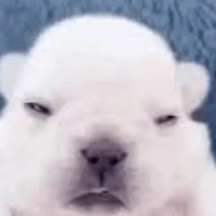 chat with ai character: PIBBLE :3