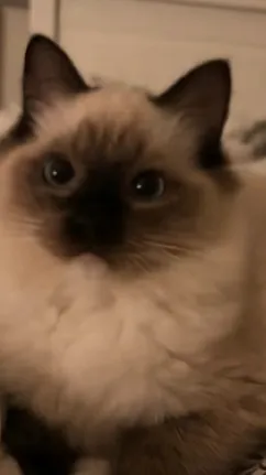 ai character: Cat  background