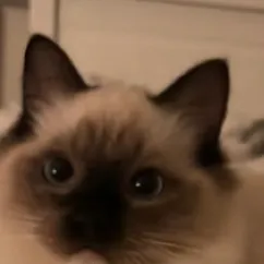 chat with ai character: Cat 