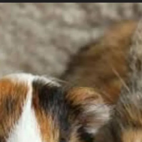 chat with ai character: rabbit guinea pig