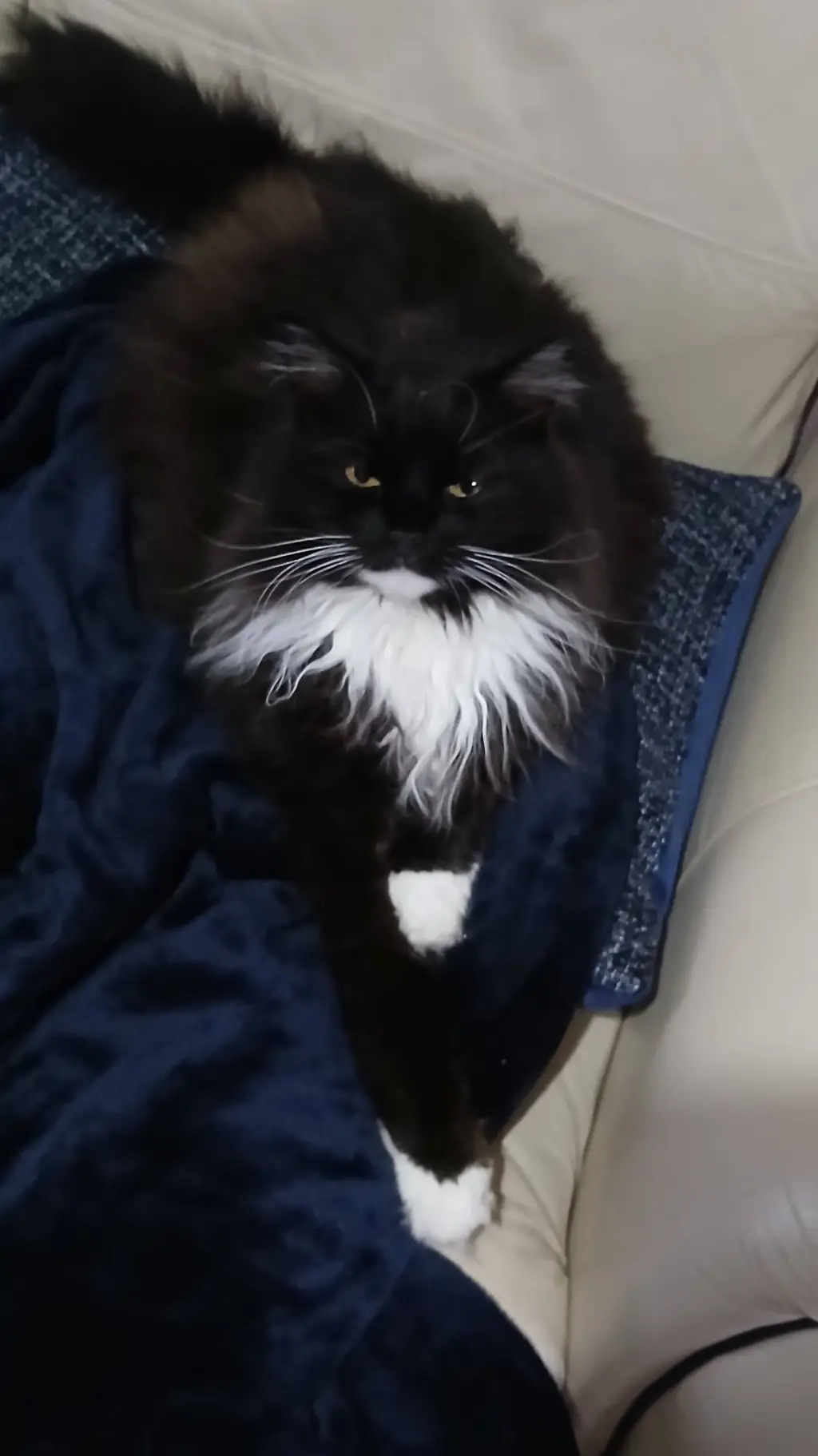 Talkie AI - Chat with cat