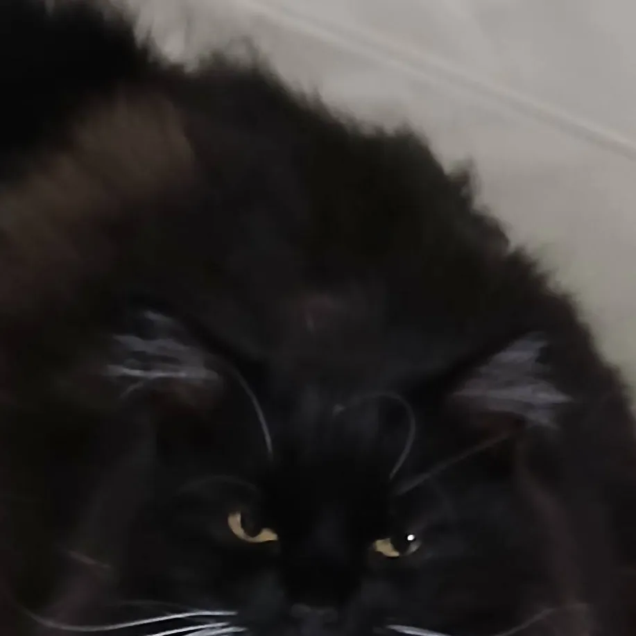 chat with ai character: cat