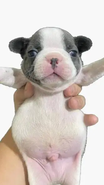 ai character: Pibble background