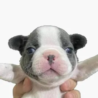 chat with ai character: Pibble