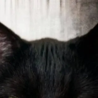 chat with ai character: Kitty Hogwarts+UA 