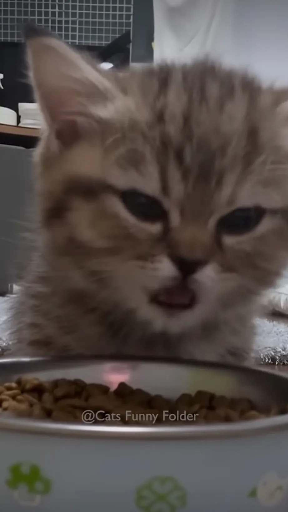 ai character: Hungry kitten background
