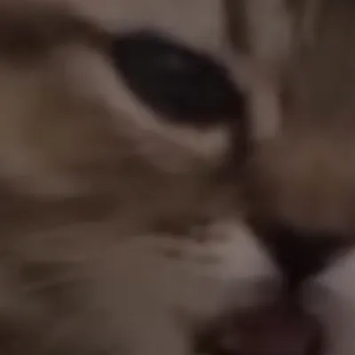 chat with ai character: Hungry kitten