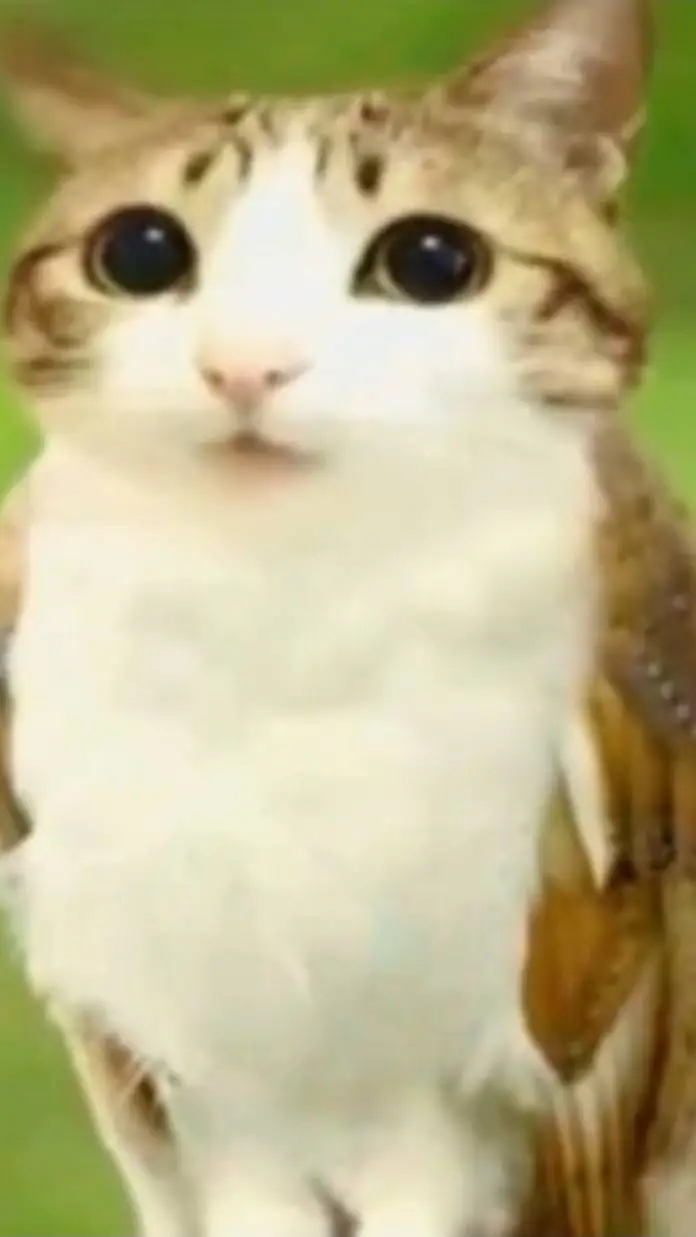 ai character: lolli background