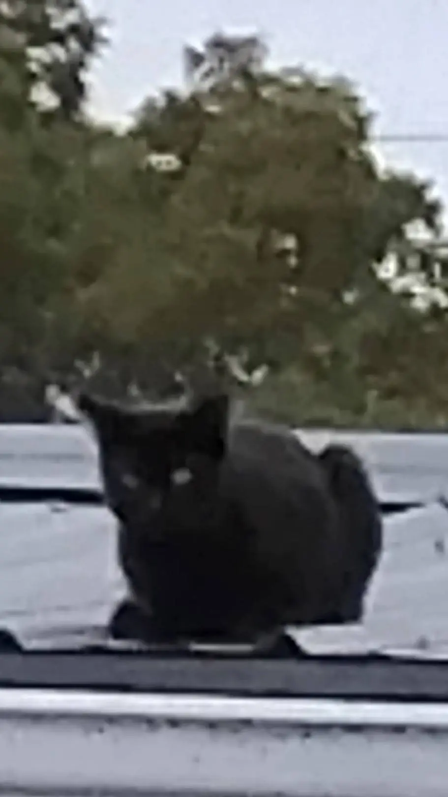 ai character: 🐈‍⬛️~Shadow~💚 background