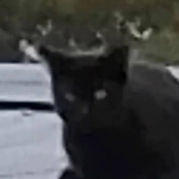 chat with ai character: 🐈‍⬛️~Shadow~💚