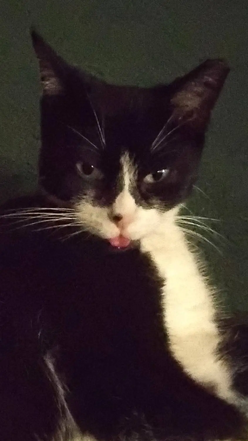 ai character: ⚫️~Patch~⚪️ background