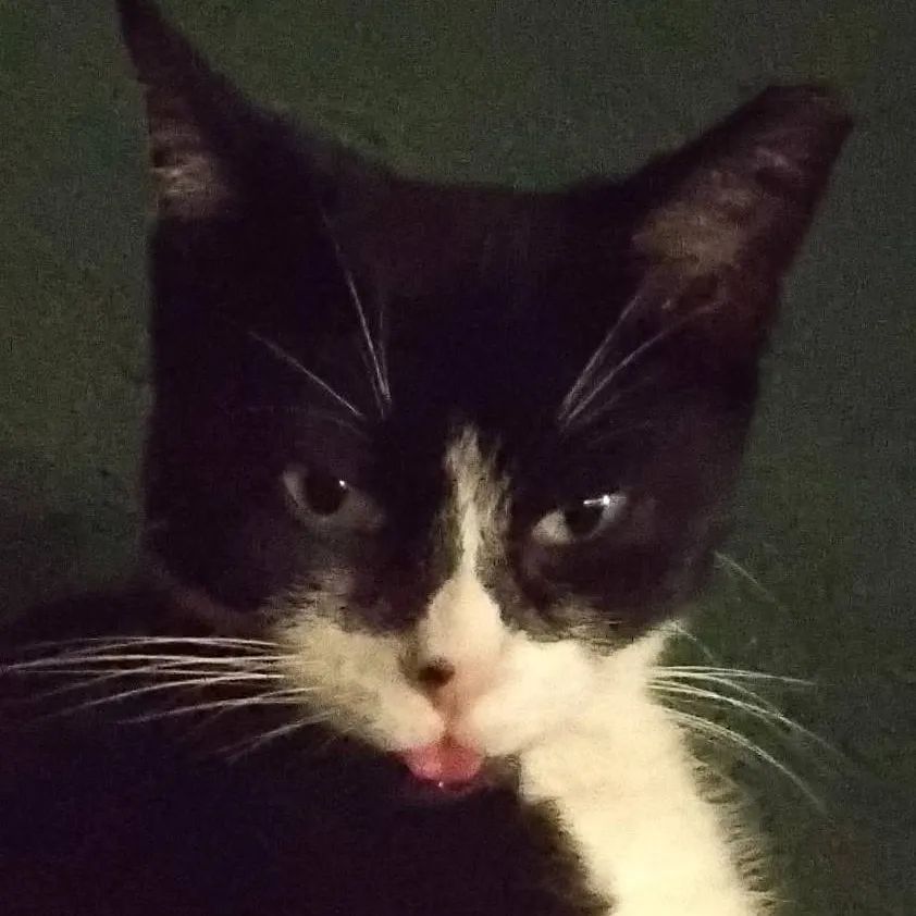 chat with ai character: ⚫️~Patch~⚪️