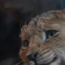 chat with ai character: Kiara cub