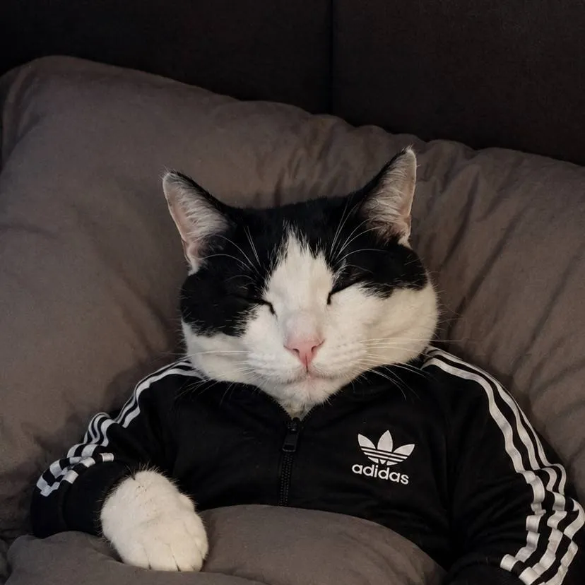 chat with ai character: Sleeping picko