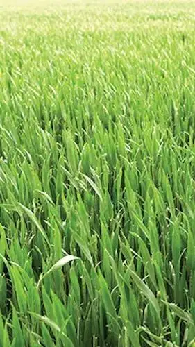 ai character: grass background