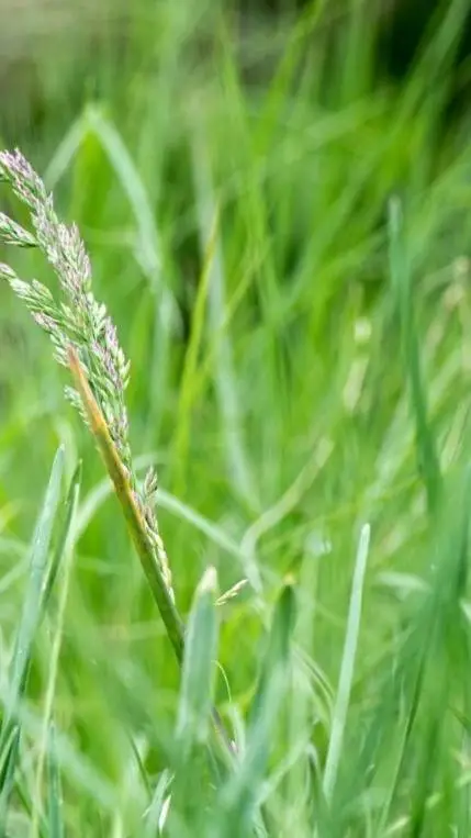 ai character: touch grass background